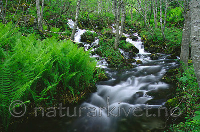 KA 99 05 0070 / Matteuccia struthiopteris / Strutseving